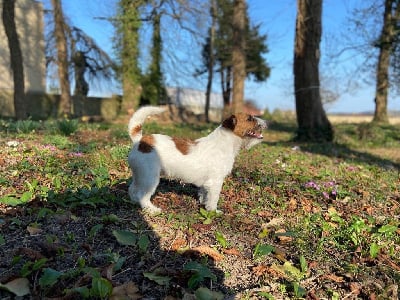 Étalon Jack Russell Terrier - Ismo Lindo Rocket