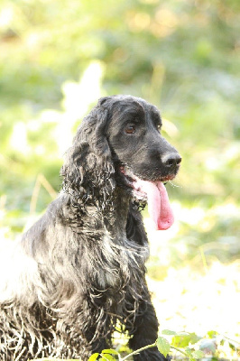 Étalon Cocker Spaniel Anglais - CH. weeping willow's Orus