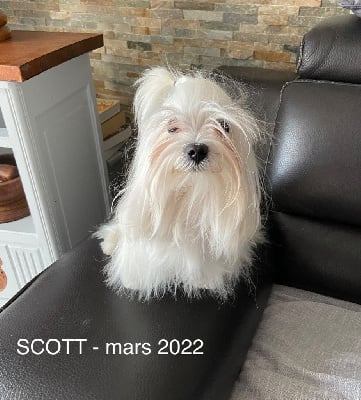 Étalon Bichon maltais - Scott duparc De Chateau Belmont