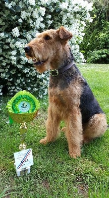 Étalon Airedale Terrier - Jillaroo Des Loges De Perruet