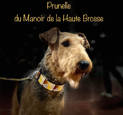Étalon Airedale Terrier - Prunelle du Manoir de la Haute Brosse