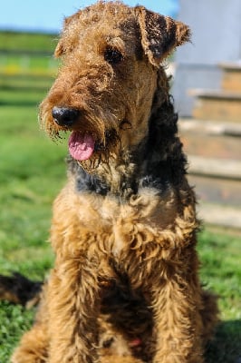 Étalon Airedale Terrier - Alageasia Swann