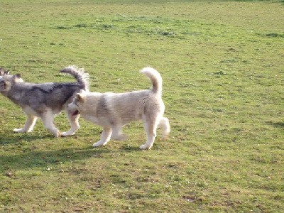 Étalon Alaskan Malamute - Strike Poudreska