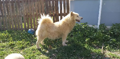 Étalon Alaskan Malamute - Moon Du domaine d'Era White