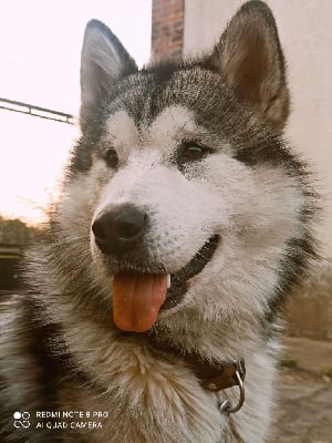 Étalon Alaskan Malamute - Souvenir of sitka's Sk&ouml;ll so what