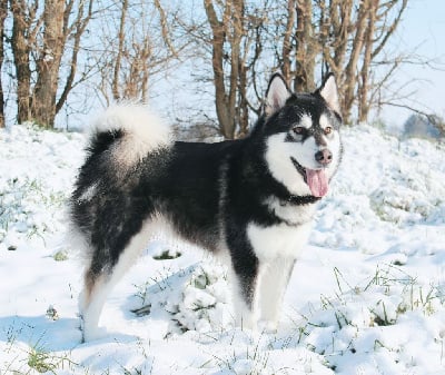 Étalon Alaskan Malamute - Orphée (Sans Affixe)