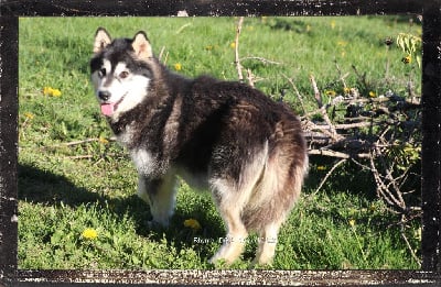 Étalon Alaskan Malamute - Rhyme Des guerriers chippewas