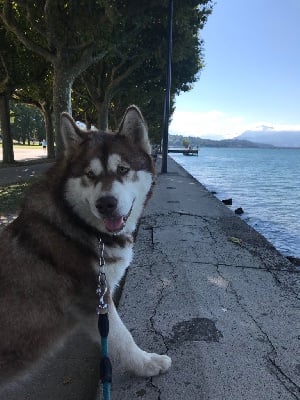 Étalon Alaskan Malamute - Fenola of timber kennel