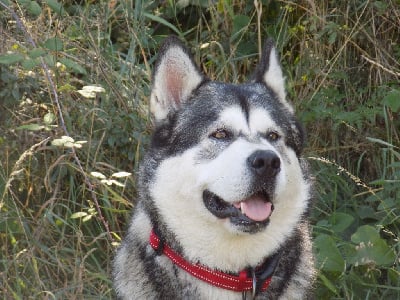 Étalon Alaskan Malamute - Into The Wild With P newt