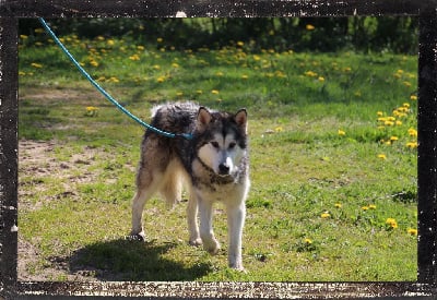 Étalon Alaskan Malamute - Prada (Sans Affixe)