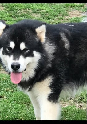 Étalon Alaskan Malamute - amelhuk Zorro querida de la noche