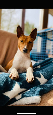 Étalon Basenji - Ch. ruchbah Of swala pala
