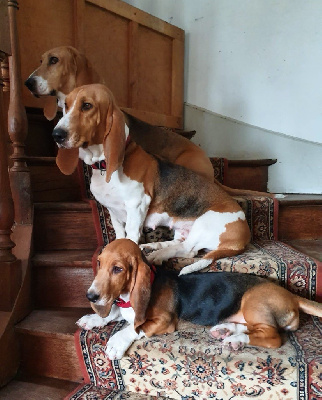 Étalon Basset Artesien Normand - Nsy De La Maison Harcourt