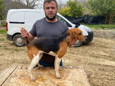 Étalon Beagle-Harrier - Samba des cerisiers de l'aval