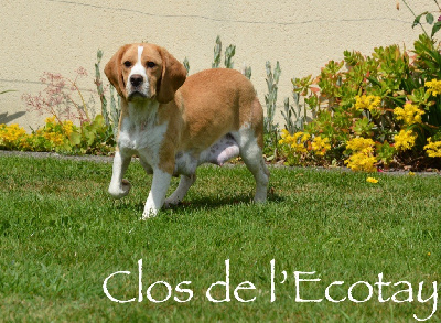 Étalon Beagle - Reygin Du Clos De L'Ecotay