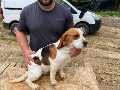 Étalon Beagle - Ronce De La Terrible Menée