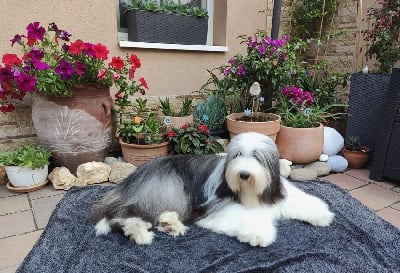 Étalon Bearded Collie - be and be Rita hayworth de chester