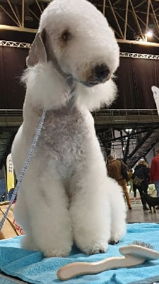 Étalon Bedlington Terrier - CH. barchuki.ru Just a dream