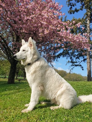 Étalon Berger Blanc Suisse - Sunam le conquerant Des chemins du poitou