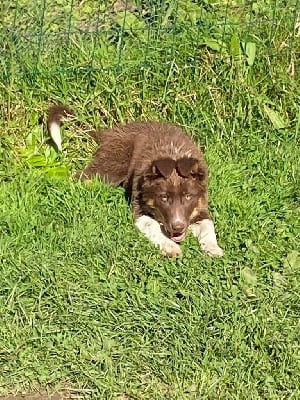 Étalon Border Collie - Sushy du champ marquis