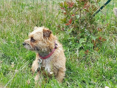 Étalon Border Terrier - Orinoko d'Hixa's Stories