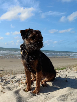 Étalon Border Terrier - Malice bleue Please love me