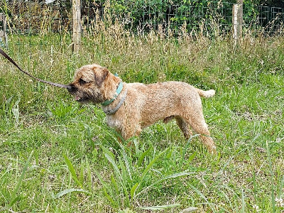 Étalon Border Terrier - Requiem (Sans Affixe)