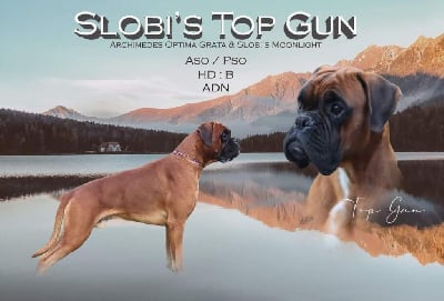 slobi's Top gun