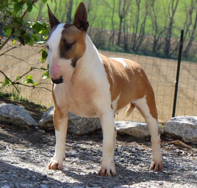 Étalon Bull Terrier Miniature - Terrier's Paradise Royal stars