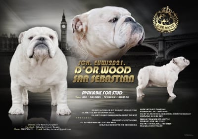 Étalon Bulldog Anglais - CH. D'Or Wood San sebastian