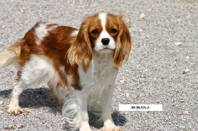 Étalon Cavalier King Charles Spaniel - Rosana de la Bastide du Jas de Jeromes