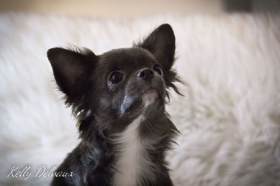 Étalon Chihuahua - Incrivel heart & spirit