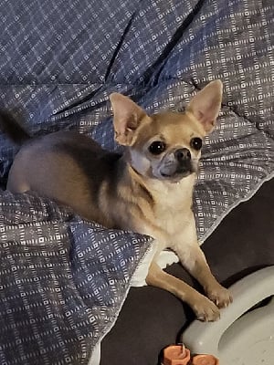 Étalon Chihuahua - Rindy (Sans Affixe)