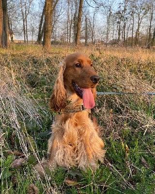 Étalon Cocker Spaniel Anglais - Rio Du Souvenir De Romy