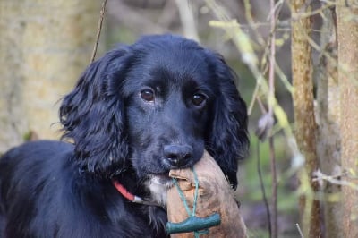 Étalon Cocker Spaniel Anglais - S muxu du plateau des capucins