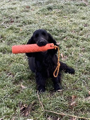 Étalon Cocker Spaniel Anglais - Rehia des Etangs de Dame Blanche