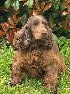 Étalon Cocker Spaniel Anglais - Perle De sandie landes