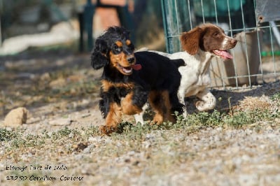 Étalon Cocker Spaniel Anglais - Rebelle De L'Arc De Sedo