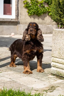 Étalon Cocker Spaniel Anglais - Oriana Des marais de courmont