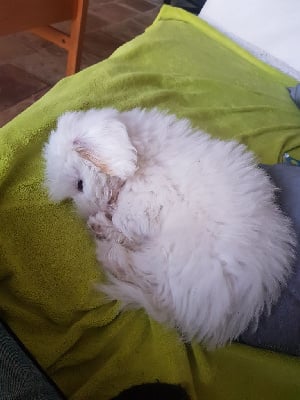 Étalon Coton de Tulear - Sweety Du Domaine De Fairy Tail