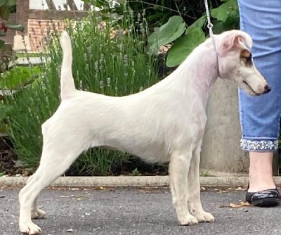 Étalon Fox Terrier Poil lisse - Roxy De La Metevinière