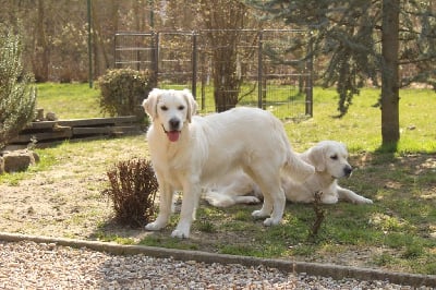 Étalon Golden Retriever - The first pretty lady (thya) Du Chemin De La Boulade