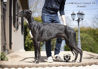 Étalon Greyhound - artefakt Romeo