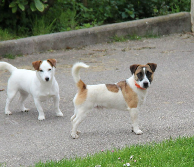 Étalon Jack Russell Terrier - Sisko Du Domaine Du Varandin