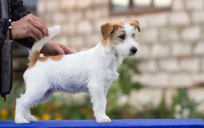 Étalon Jack Russell Terrier - CH. Sarbona iz imperii ines