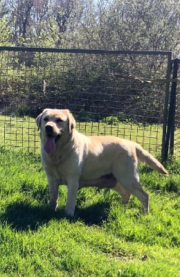 Étalon Labrador Retriever - Osaka de la Gabrière