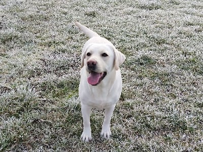 Étalon Labrador Retriever - Erin Shores Ozone