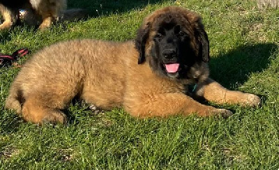 Étalon Leonberger - Teekiwy-maboun ubuntu von Mandelweg