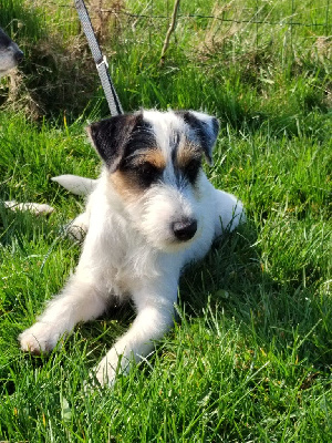 Étalon Parson Russell Terrier - Slow fox Des Contes Du Vieux Chêne