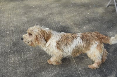 Étalon Petit Basset griffon vendeen - Ribotte Tad koz